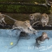 monkey_balinese_smf_h_0803_bal0485.jpg
